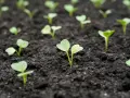 De jeunes pousses de radis émergent de la terre sombre, promettant une récolte future.
