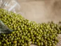 Un bol en verre renversé déverse une avalanche de haricots mungo verts sur une toile de jute.