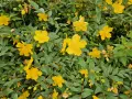Fleurs jaunes éclatantes de millepertuis, évoquant ses nombreux bienfaits pour le bien-être.