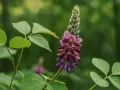 Fleur de kudzu aux teintes violettes et roses, évoquant ses nombreux kudzu bienfaits. Des feuilles vertes l'entourent dans un décor forestier flou.