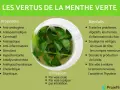 Infographie sur les vertus de la menthe verte, montrant une tasse de tisane. Elle détaille ses propriétés et bienfaits, notamment l'effet de la menthe sur la femme, soulageant les crampes menstruelles.