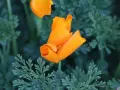 Un pavot de Californie orange vif se déploie au milieu de feuilles vertes découpées.