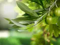 Branche d'olivier avec des olives vertes et une feuille d'olivier sous un soleil éclatant.