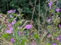 Des fleurs mauve délicates s'épanouissent parmi les herbes sèches, leurs pétales fins capturant la lumière.