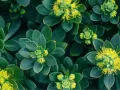 Plantes vertes aux feuilles épaisses et succulentes, avec de petites fleurs jaunes au centre. Une belle vue de la rhodiola rosea.
