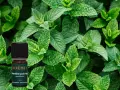 Flacon d'huile essentielle de menthe poivrée, entouré de feuilles de menthe fraîche. Attention, la menthe poivrée peut présenter un danger si mal utilisée.