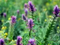 Fleurs d'astragale violettes et jaunes dans un champ verdoyant. Ces plantes sont connues pour leurs nombreux astragale bienfaits.