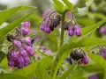 Fleurs de consoude violettes pendantes, aux feuilles vertes velues. La plante est connue pour ses nombreux bienfaits.