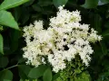 Gros plan sur un bouquet de fleurs de sureau blanches et crémeuses, entourées de feuilles vertes luxuriantes.