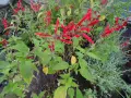 Plantes de sauge ananas aux fleurs rouges vives, avec des feuilles vertes et quelques touches jaunes.