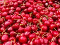 Un tas de cerises rouges brillantes, chacune avec sa queue verte, prêtes à être dégustées.