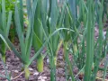 Des jeunes germes de poireaux poussent dans le sol, leurs longues feuilles vertes se dressant fièrement.