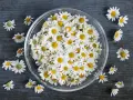 Un bol rempli de fleurs de camomille blanches et jaunes, évoquant les 10 bienfaits de la camomille pour la santé et le bien-être.