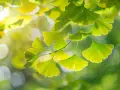 Feuilles vertes en éventail d'un arbre ginkgo biloba, illuminées par le soleil, avec un arrière-plan flou et lumineux.