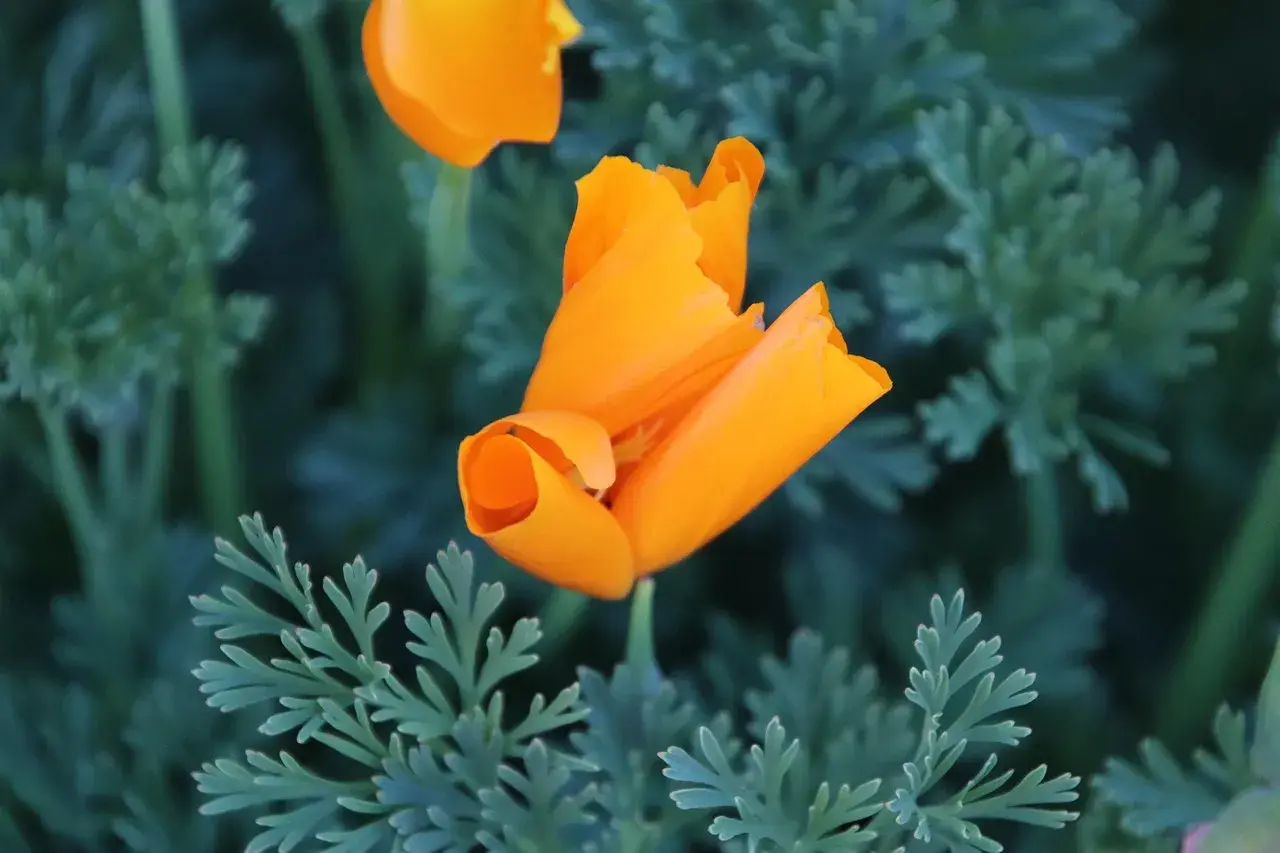 Un pavot de Californie orange vif se déploie au milieu de feuilles vertes découpées.