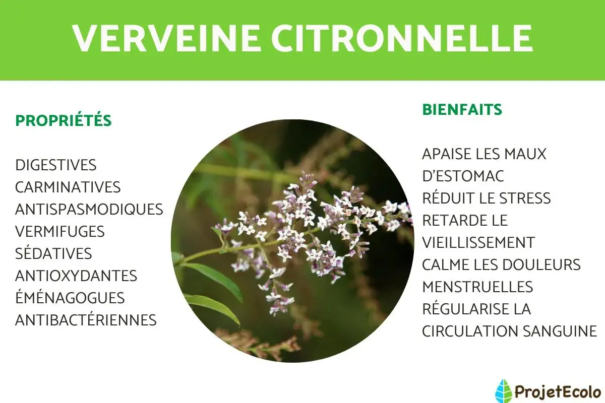 Gros plan sur une branche de verveine citronnelle aux petites fleurs blanches et violettes, avec ses propriétés et bienfaits listés.