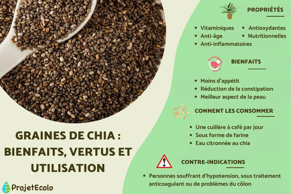 Graines de chia : une cuillère à café par jour pour leurs bienfaits nutritionnels, anti-âge et anti-inflammatoires.