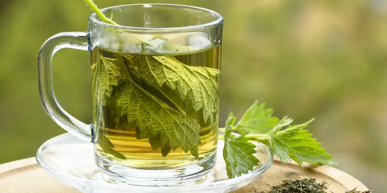 Une tasse en verre remplie d'infusion ortie, avec des feuilles fraîches et séchées à côté.