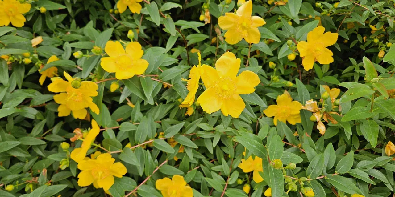 Fleurs jaunes éclatantes de millepertuis, évoquant ses nombreux bienfaits pour le bien-être.