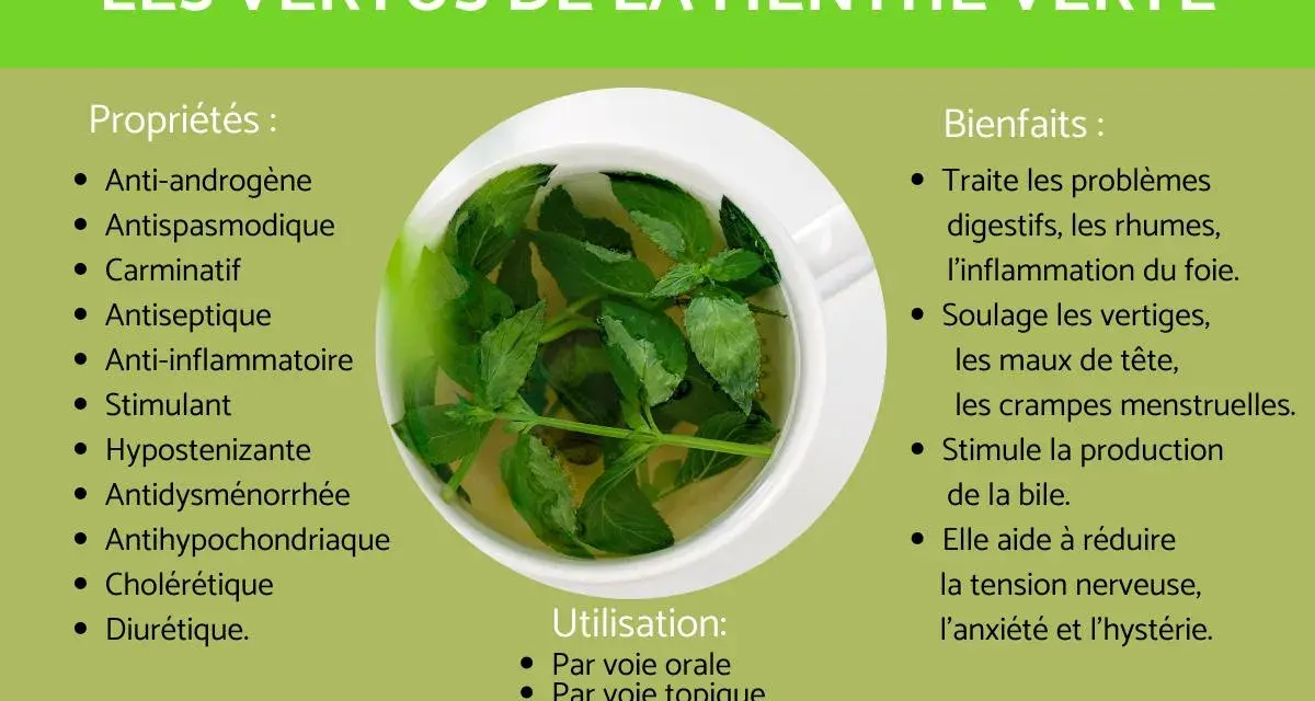 Infographie sur les vertus de la menthe verte, montrant une tasse de tisane. Elle détaille ses propriétés et bienfaits, notamment l'effet de la menthe sur la femme, soulageant les crampes menstruelles.