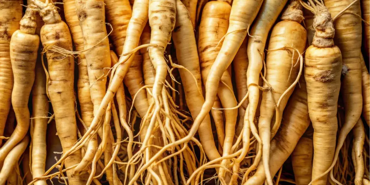 Racines de ginseng entrelacées, évoquant les nombreux ginseng bienfaits pour la santé et le bien-être.