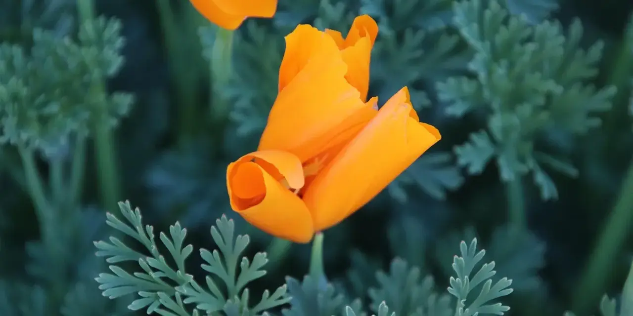 Un pavot de Californie orange vif se déploie au milieu de feuilles vertes découpées.