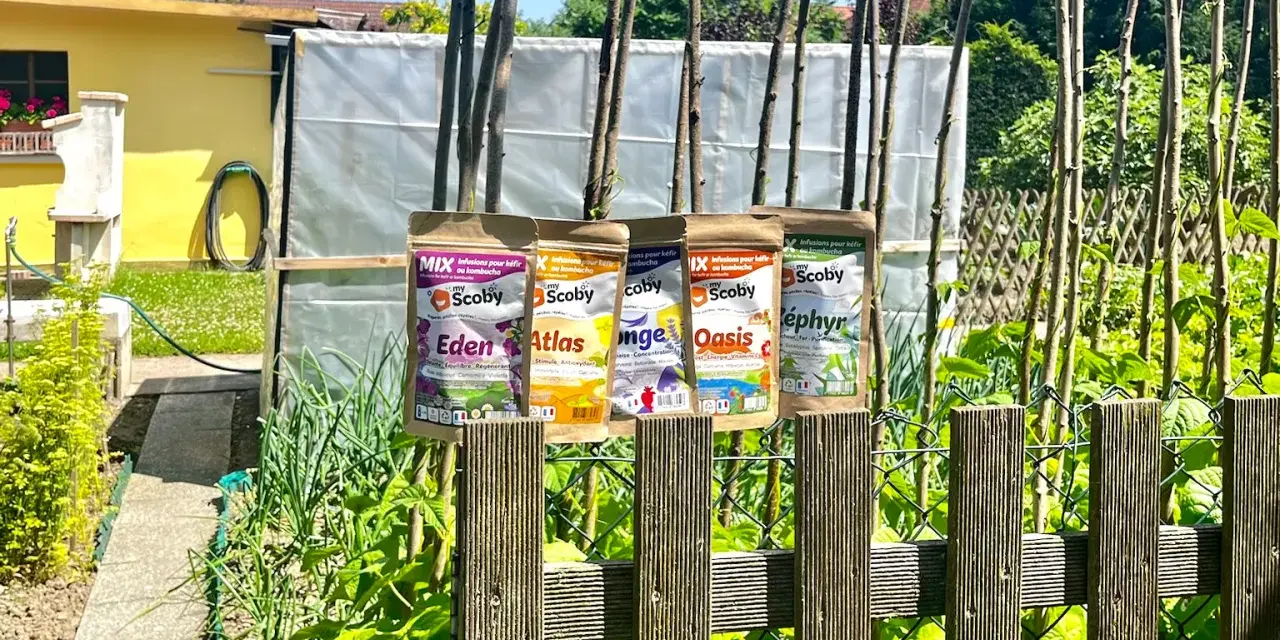 Quatre sachets d'infusions pour kéfir ou kombucha, "Eden", "Atlas", "Oasis" et "Zéphyr", sont accrochés à des piquets dans un jardin ensoleillé.