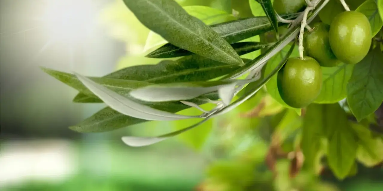 Branche d'olivier avec des olives vertes et une feuille d'olivier sous un soleil éclatant.