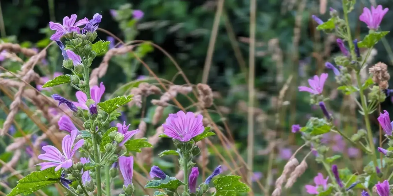 Des fleurs mauve délicates s'épanouissent parmi les herbes sèches, leurs pétales fins capturant la lumière.