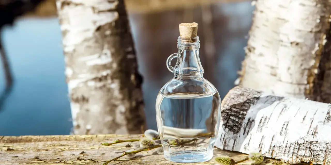 Bouteille de sève de bouleau sur un tronc d'arbre, avec des chatons. La sève de bouleau est réputée pour ses propriétés, parfois comparées à un anticoagulant naturel.