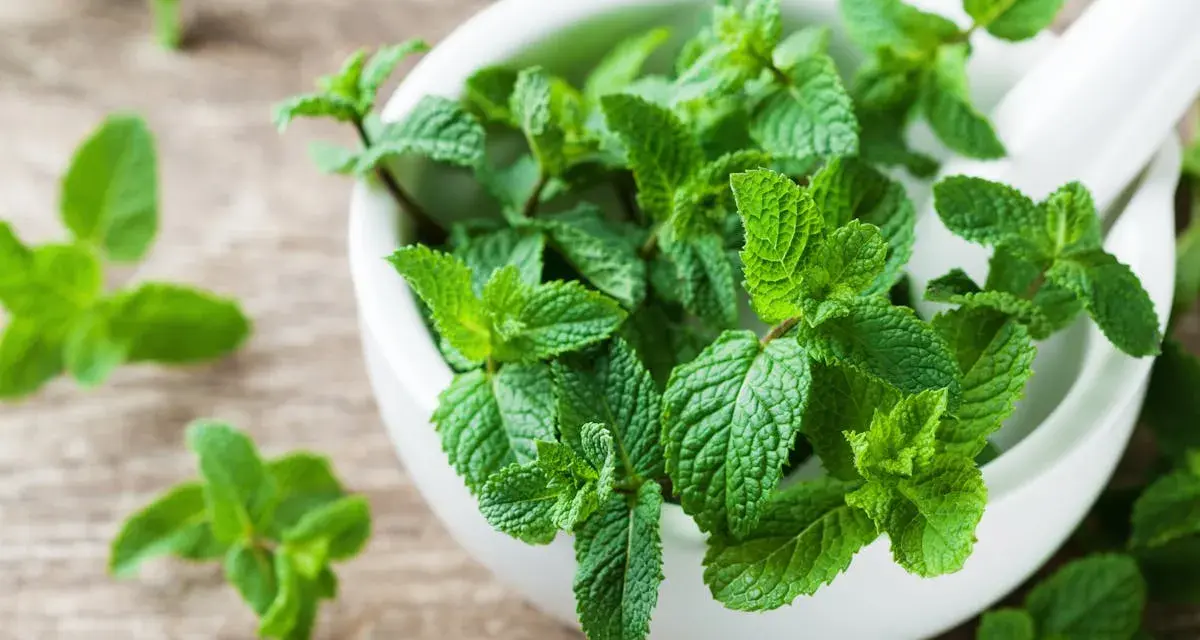 Un mortier rempli de feuilles de menthe fraîche, évoquant les nombreux bienfaits de cette plante aromatique pour la santé et le bien-être.