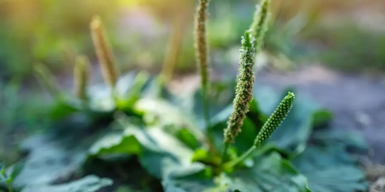 Plante de plantain aux épis floraux verts et bruns, rappelant les nombreux plantain bienfaits pour la santé.