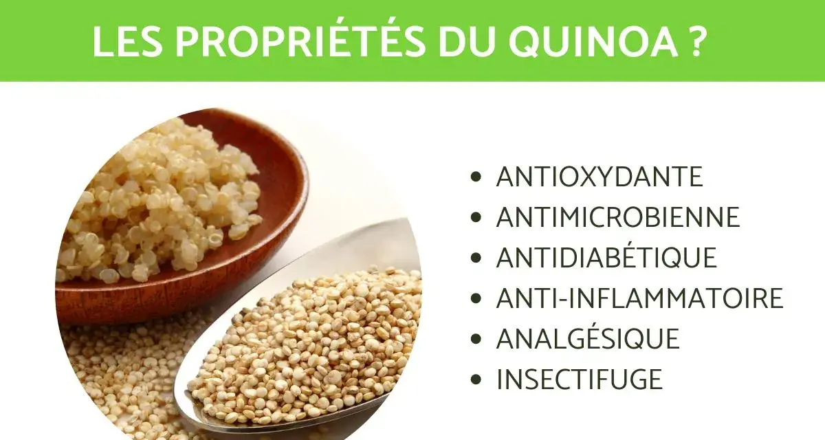Le quinoa, riche en nutriments, est présenté avec ses propriétés : antioxydantes, antimicrobiennes, antidiabétiques, anti-inflammatoires, analgésiques et insectifuges.