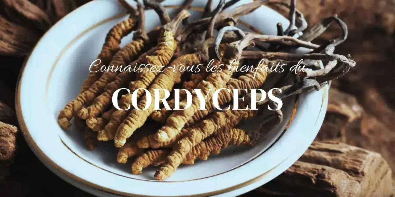 Des cordyceps séchés dans une assiette blanche, évoquant les bienfaits de cette plante médicinale.