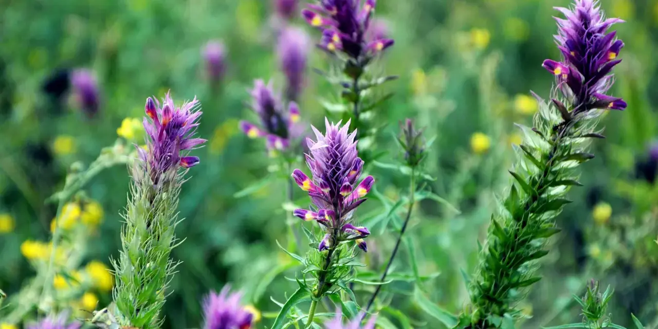 Fleurs d'astragale violettes et jaunes dans un champ verdoyant. Ces plantes sont connues pour leurs nombreux astragale bienfaits.