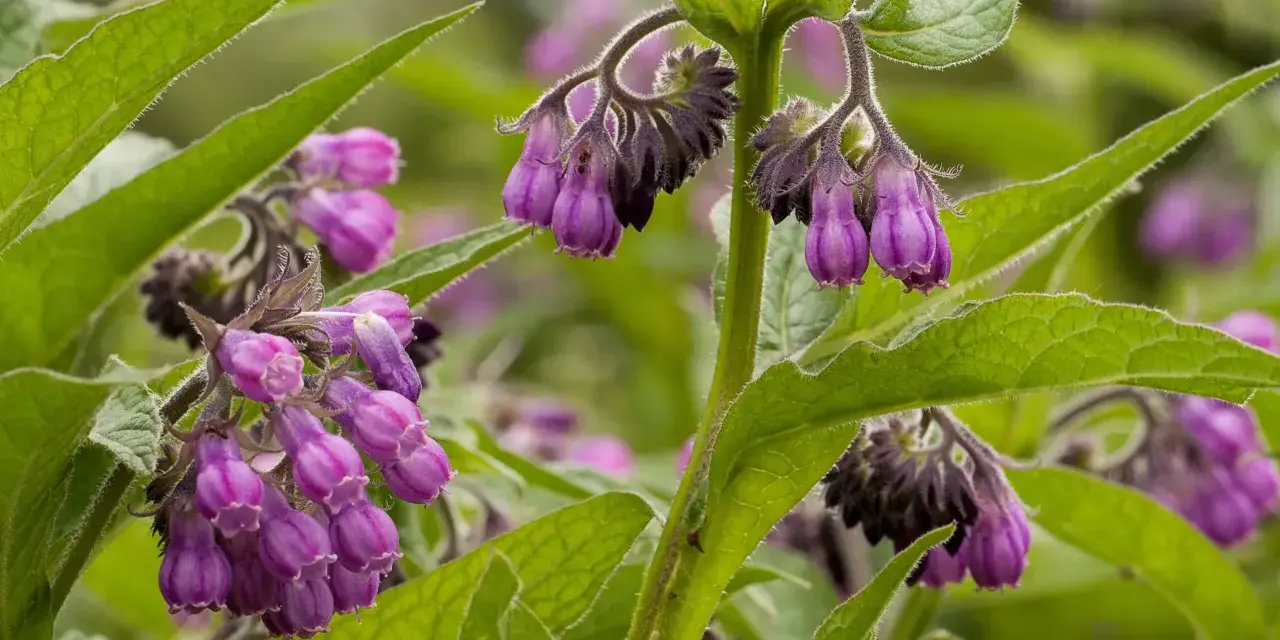 Fleurs de consoude violettes pendantes, aux feuilles vertes velues. La plante est connue pour ses nombreux bienfaits.