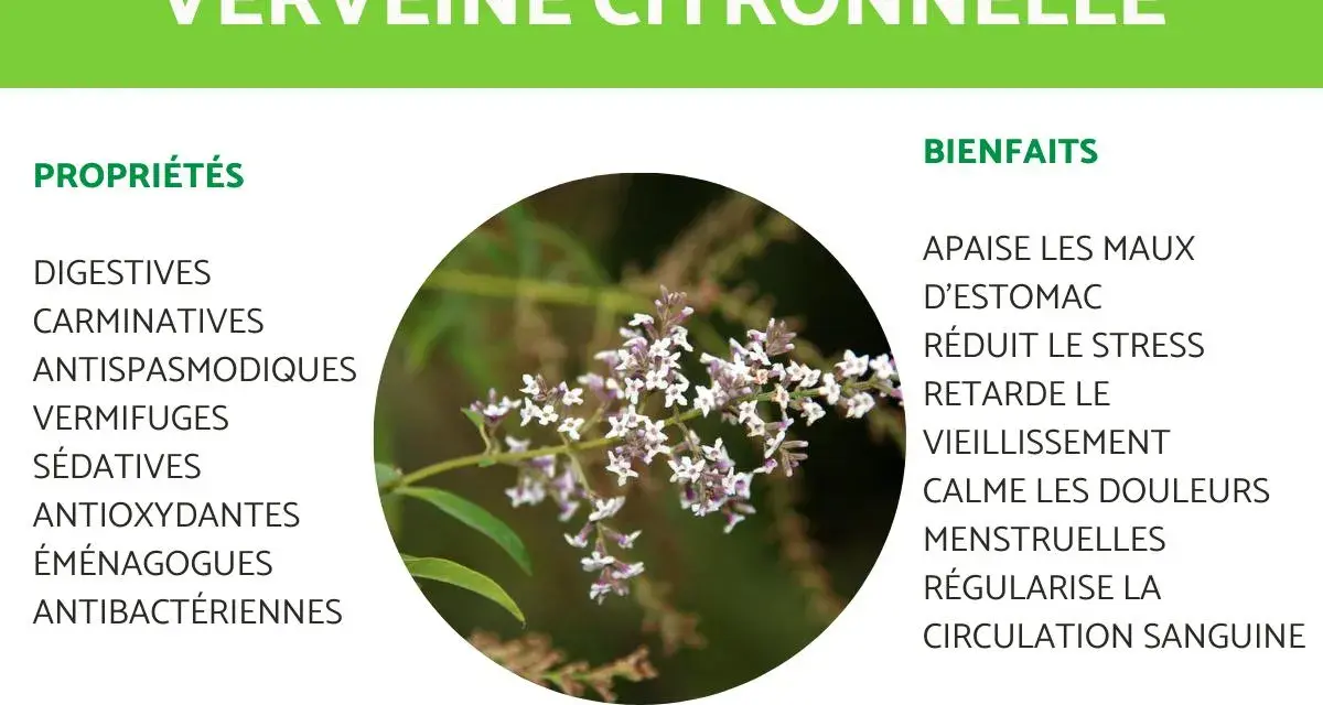 Gros plan sur une branche de verveine citronnelle aux petites fleurs blanches et violettes, avec ses propriétés et bienfaits listés.