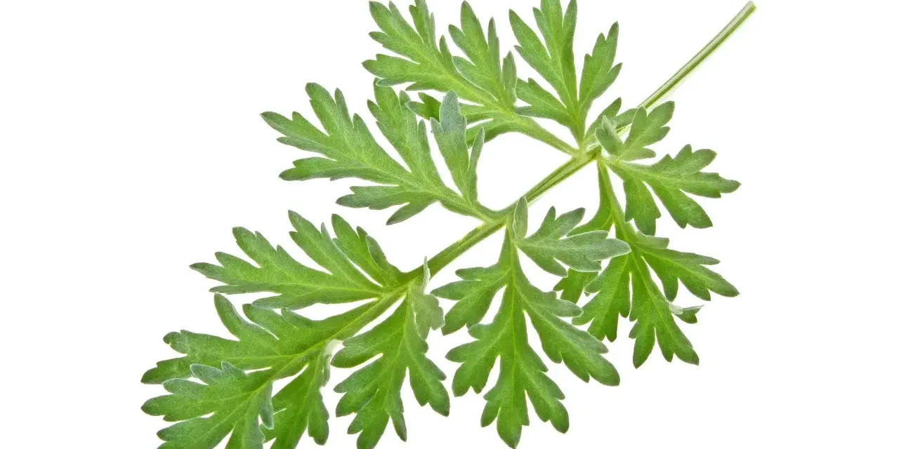 Une branche d'armoise aux feuilles vertes découpées, évoquant ses nombreux bienfaits pour la santé.