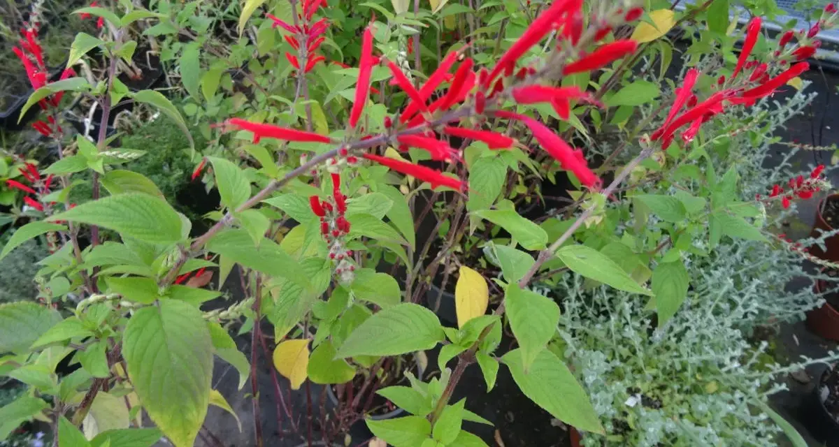 Plantes de sauge ananas aux fleurs rouges vives, avec des feuilles vertes et quelques touches jaunes.