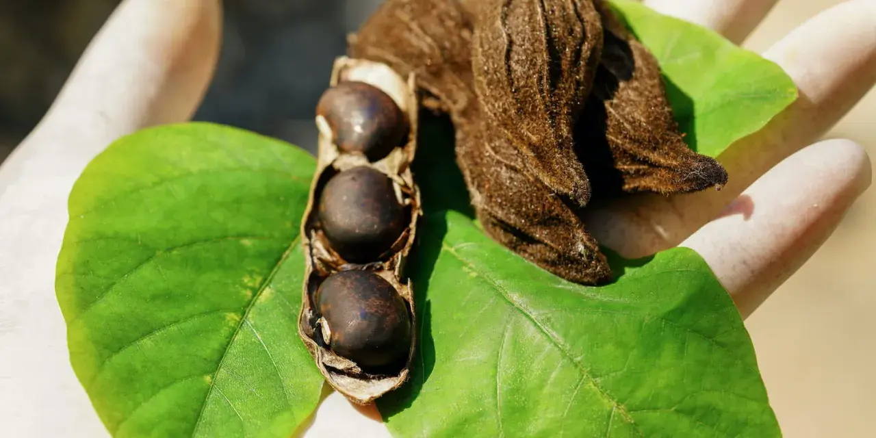 Gants blancs tenant des feuilles vertes et des gousses de mucuna pruriens, certaines ouvertes révélant des graines noires.