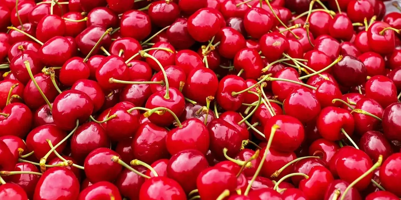 Un tas de cerises rouges brillantes, chacune avec sa queue verte, prêtes à être dégustées.