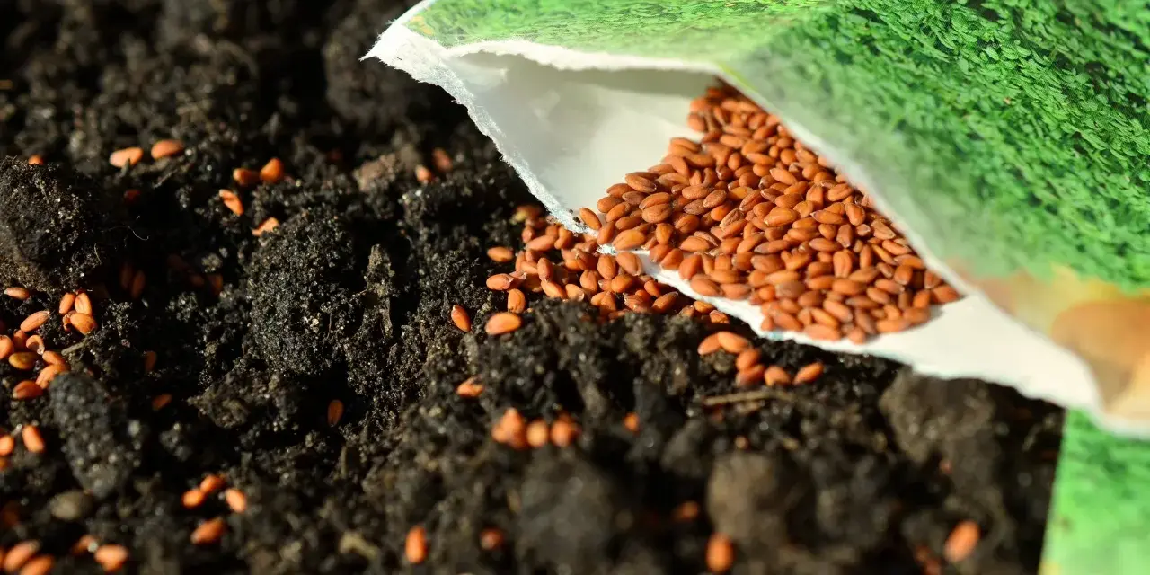 Graine de cresson versée sur la terre, promettant ses nombreux bienfaits pour la santé.