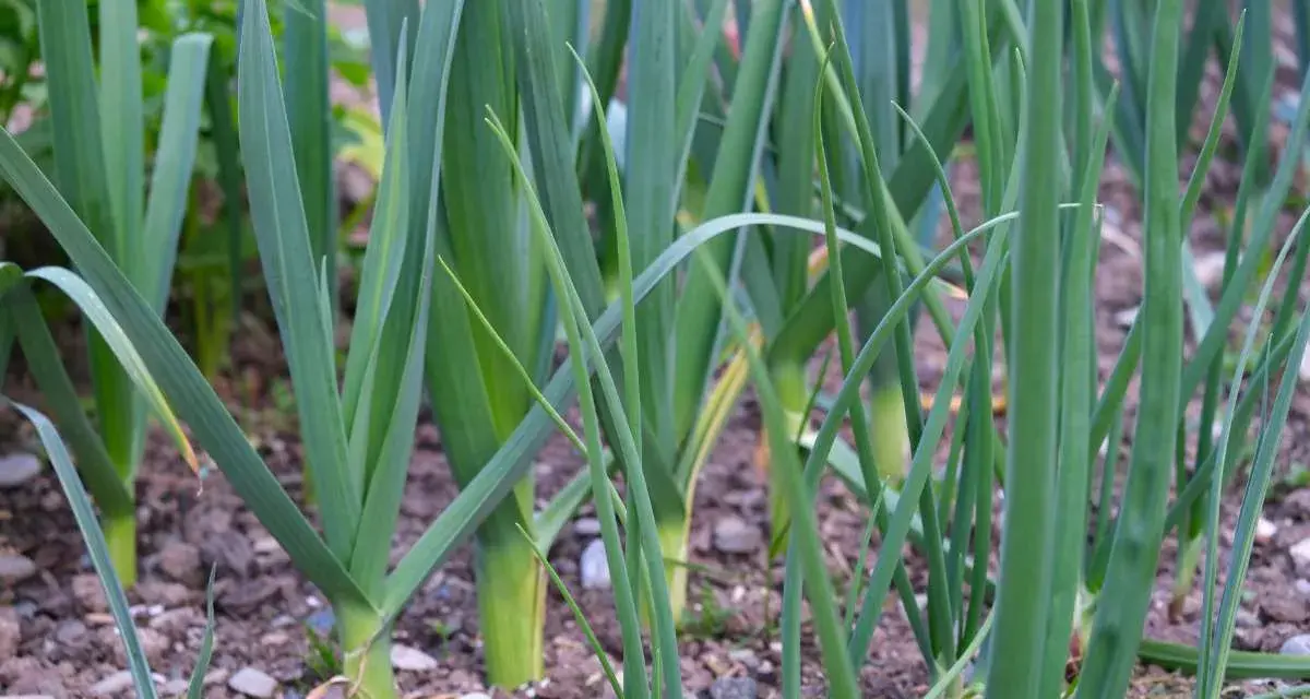 Des jeunes germes de poireaux poussent dans le sol, leurs longues feuilles vertes se dressant fièrement.