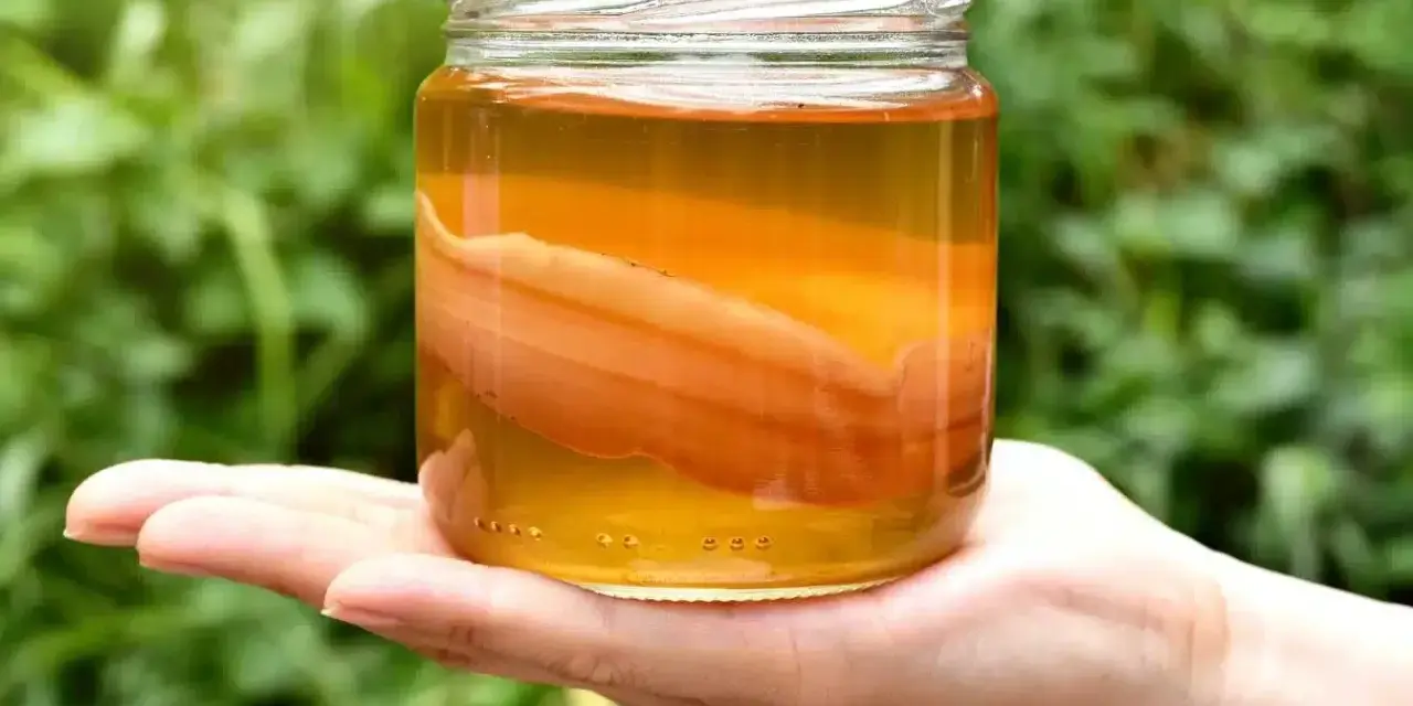 Un bocal de kombucha, boisson fermentée, tenu dans une main. Le SCOBY flotte dans le liquide ambré.