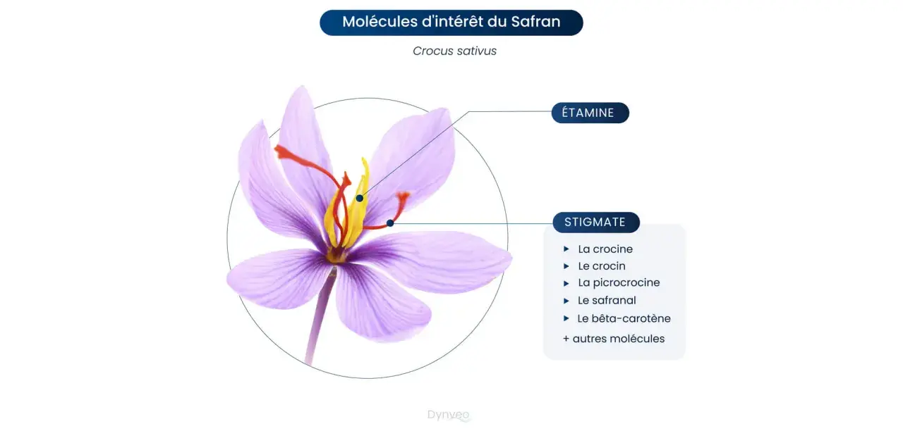 Fleur de safran (Crocus sativus) montrant ses stigmates et étamines, sources de molécules aux nombreux safran bienfaits.