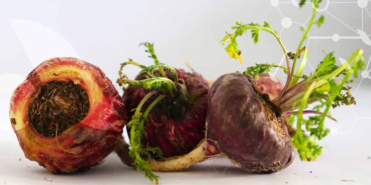 Trois racines de maca, certaines coupées, montrent leurs textures terreuses et leurs jeunes pousses vertes.