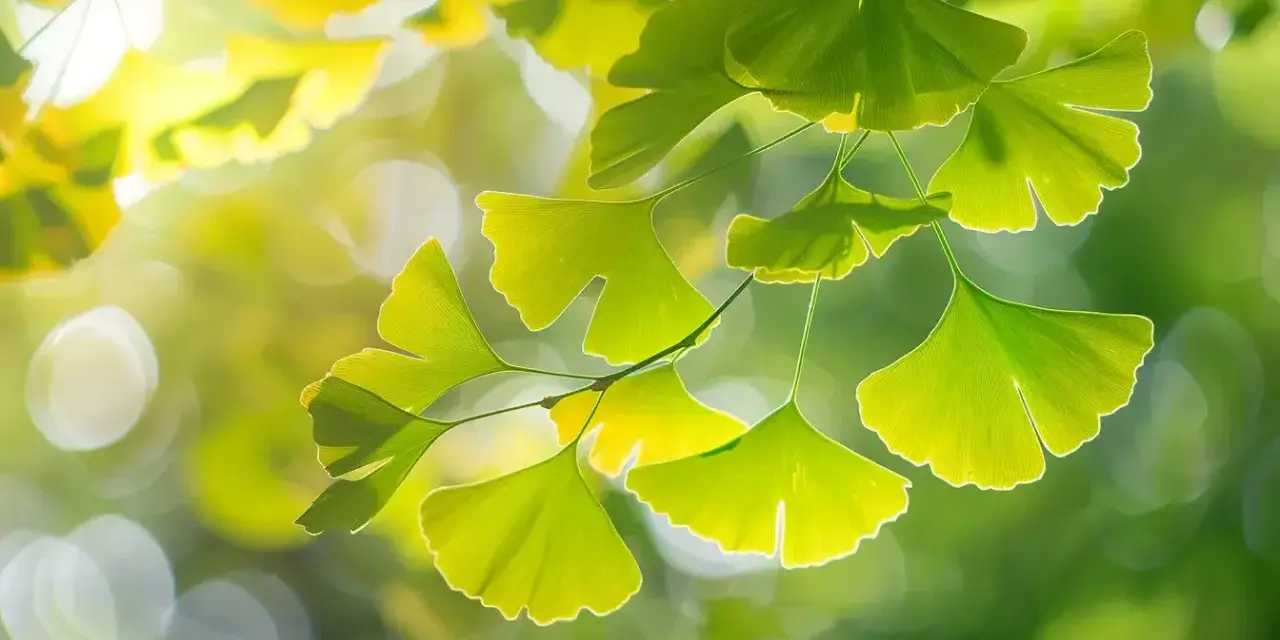 Feuilles vertes en éventail d'un arbre ginkgo biloba, illuminées par le soleil, avec un arrière-plan flou et lumineux.