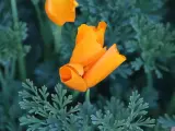 Un pavot de Californie orange vif se déploie au milieu de feuilles vertes découpées.