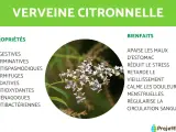 Gros plan sur une branche de verveine citronnelle aux petites fleurs blanches et violettes, avec ses propriétés et bienfaits listés.