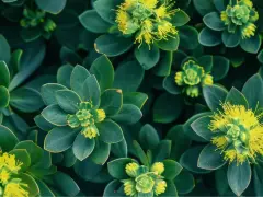 Plantes vertes aux feuilles épaisses et succulentes, avec de petites fleurs jaunes au centre. Une belle vue de la rhodiola rosea.